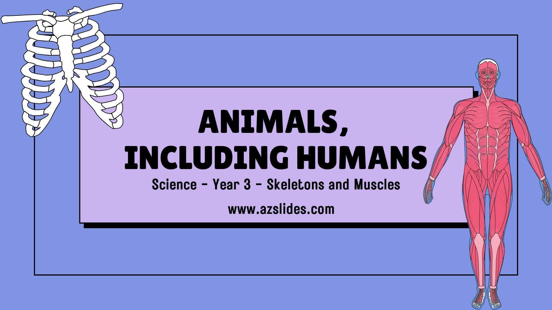 Skeletons and Muscles Educational Presentation in a Blue Purple Lined Style 3 Free Powerpoint templates and Google Slides themes